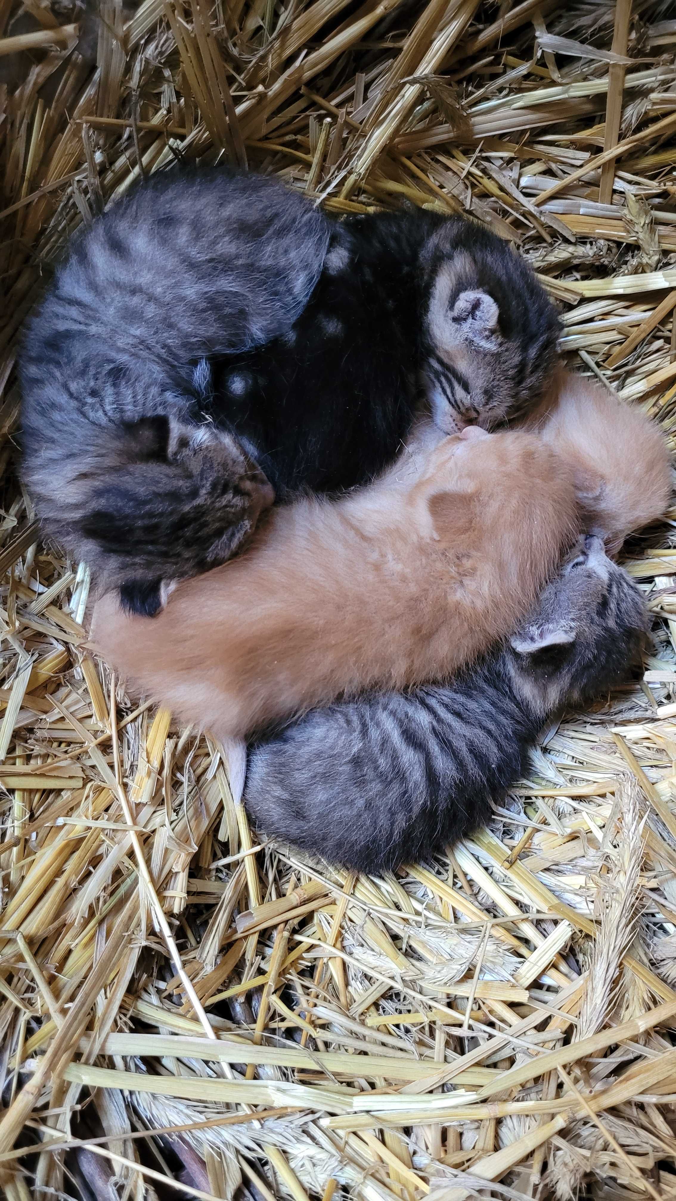 Oddam koty w dobre ręce