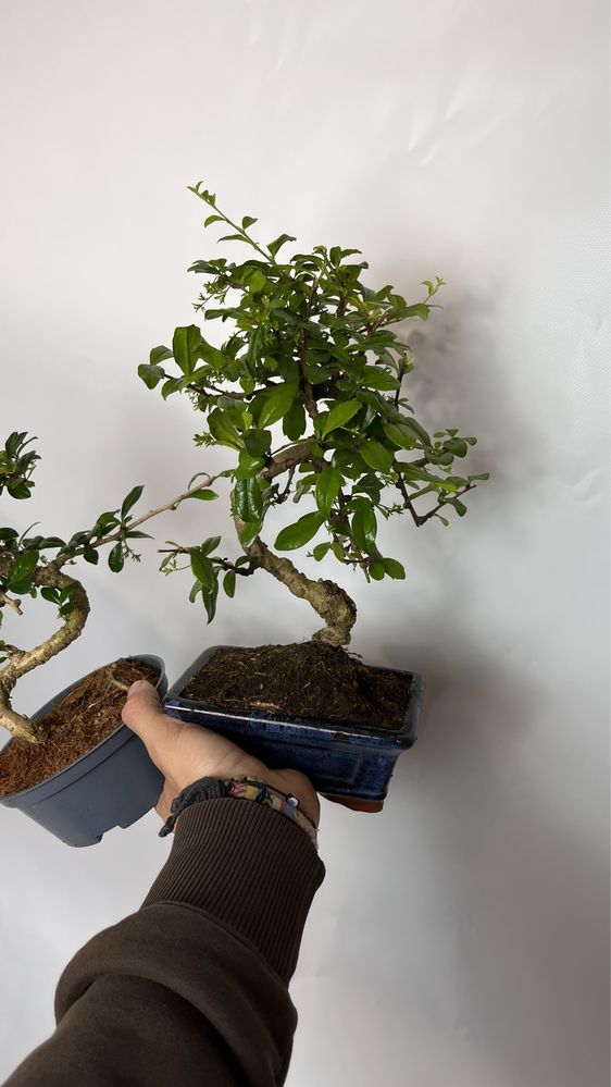 Karmona drobnolistna, bonsai, Idealny prezent