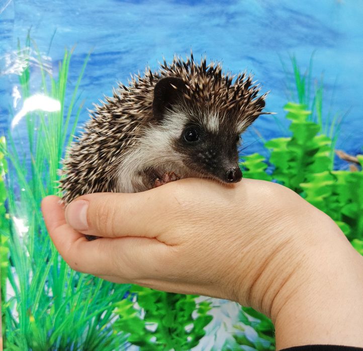 Jeż Pigmejski/Jeżyki‼️OSWOJONE i Łagodne‼️SAMICZKI - 2 MCE‼️Sklep Zool