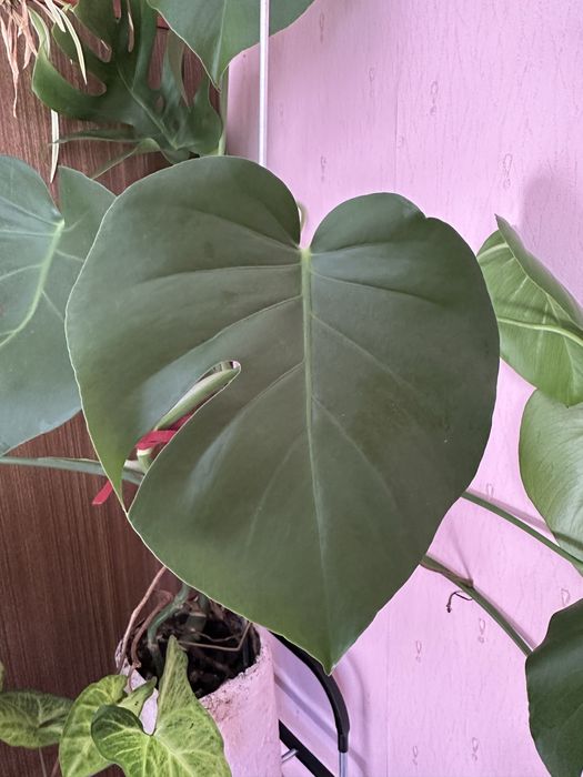 Продам 2 монстери