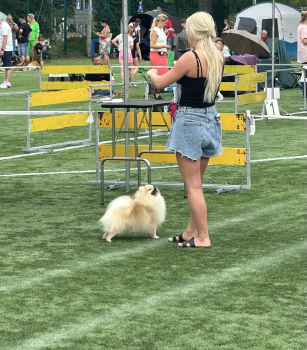 REPRODUKTOR szpic miniaturowy pomeranian fci