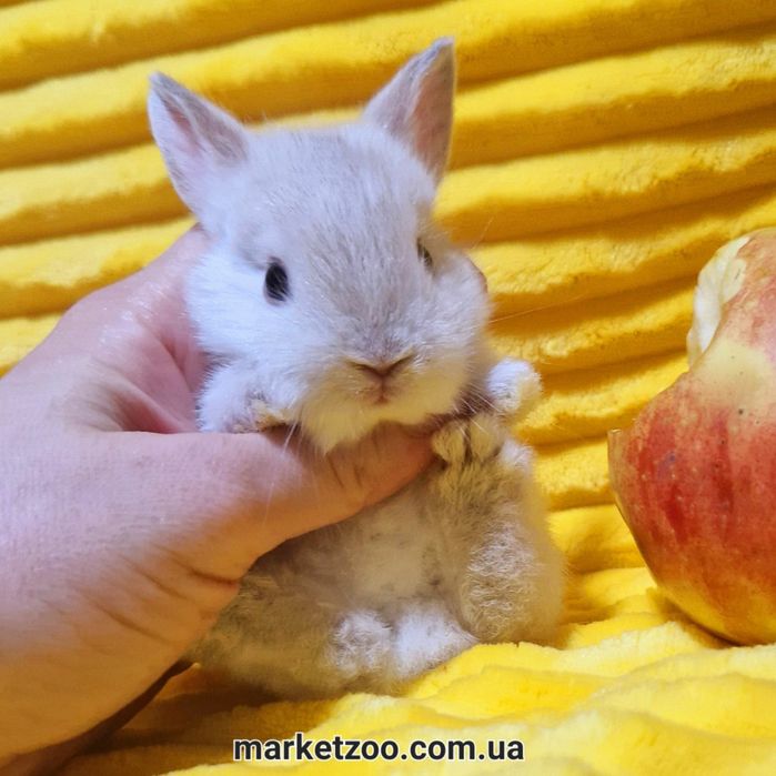 Супер миник в невероятно редком окрасе