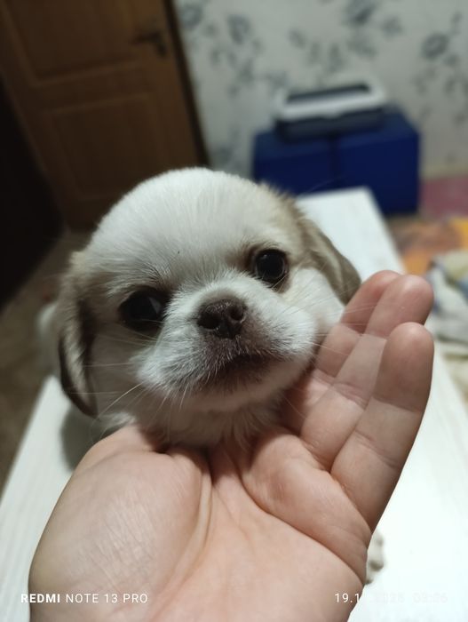 Щенки королевского короткошерстного  пекинеса , цуценята пекінесу