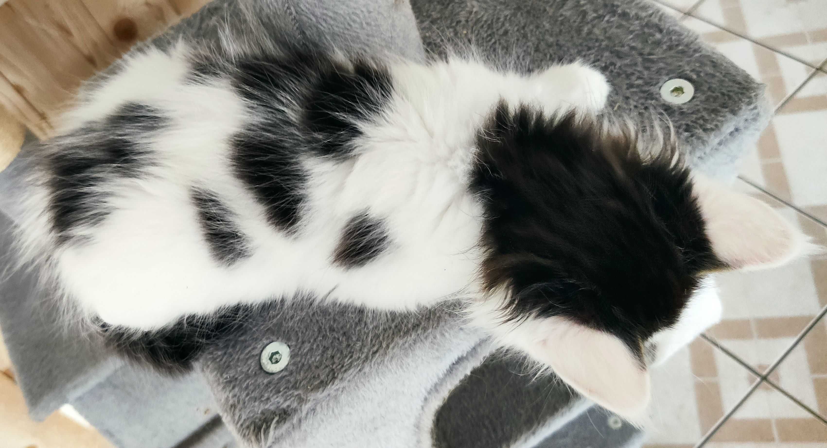 Maine Coon - kotka biała w ciemne łatki