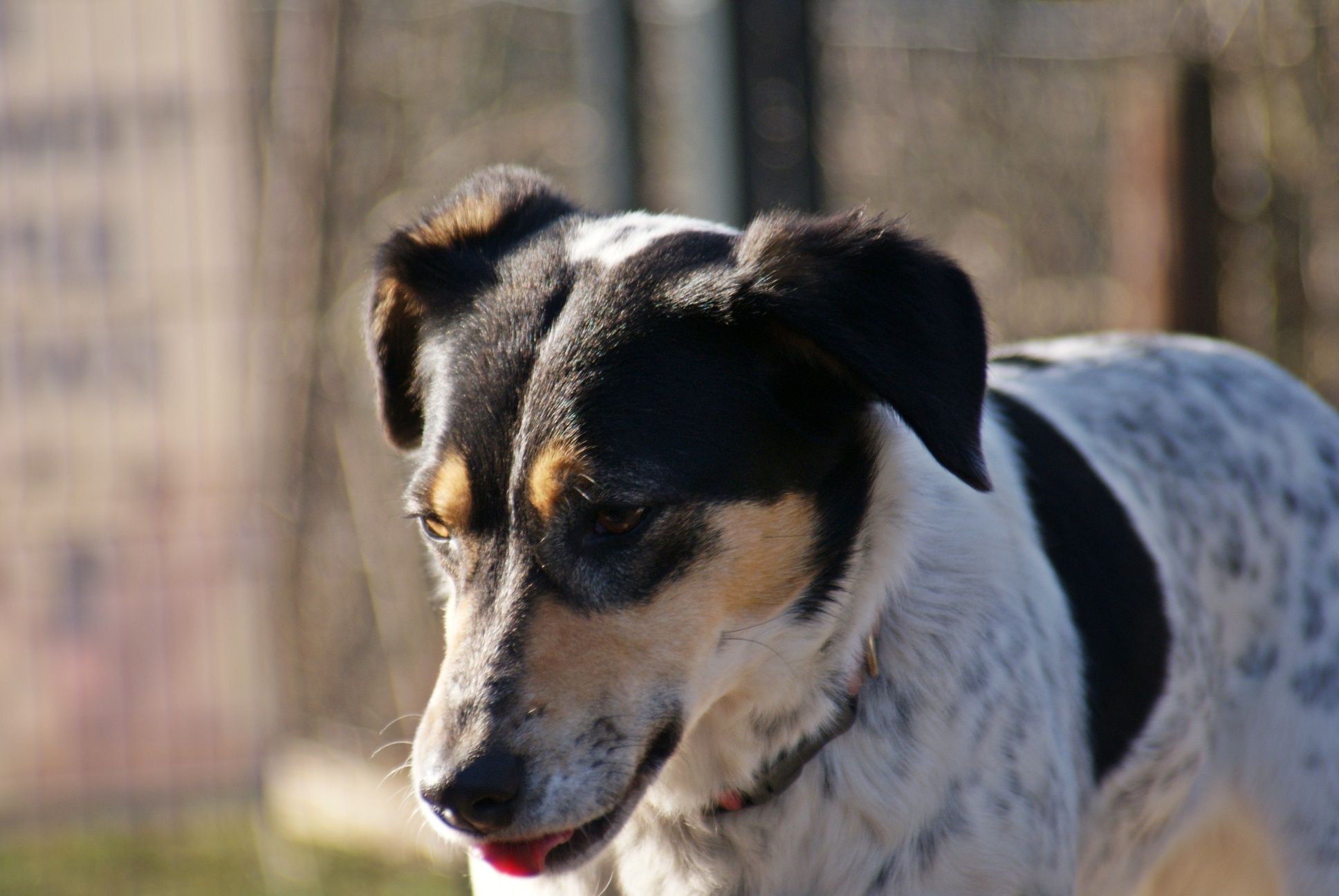 Adopcja Megi szuka domu