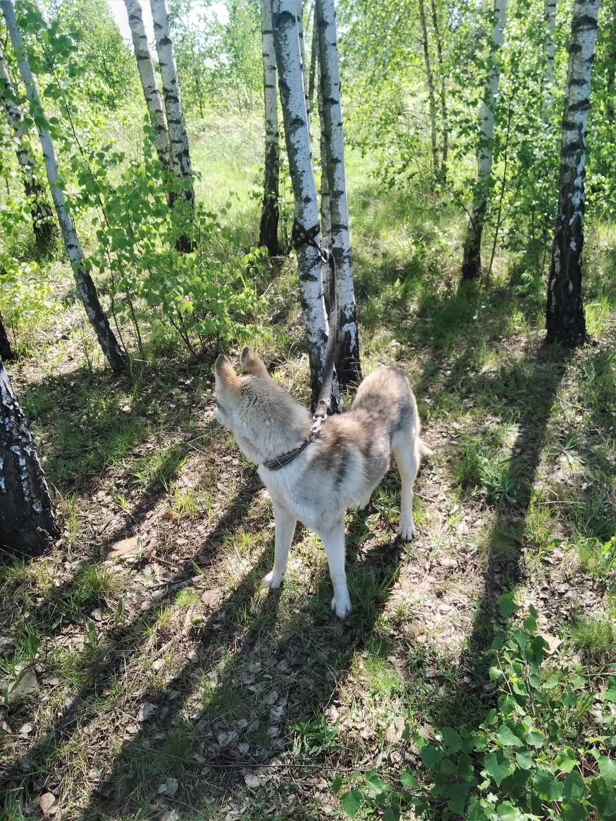 Łajka zachodniosyberyjska pies wilczasty