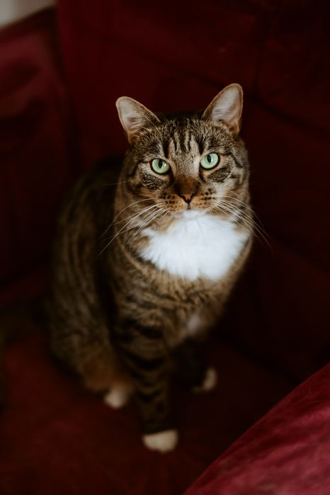 Ayra i Filip czekają na swojego Człowieka.