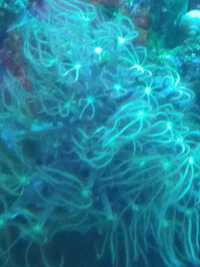 Koralowce miękkie sarcopython, briareum