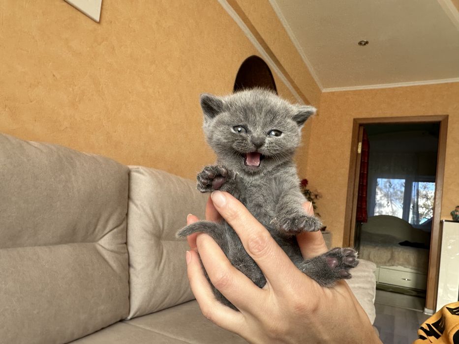 Шотландські кошенята