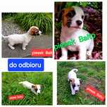 Malutki Balto !!!  Jack Russel Terrier do odbioru RODZICE w hodowli