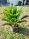 Planta cica cyca