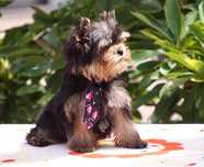 York Yorkshire Terrier szczeniak ZKwP FCI