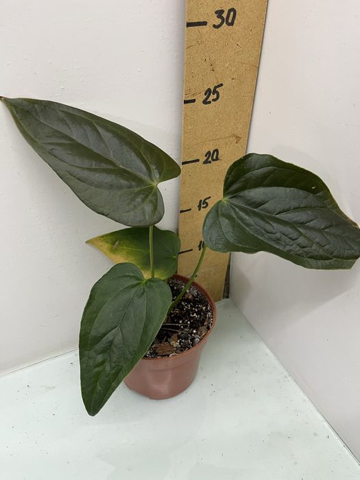 Антуріум Queen of heart  Luxurians Clarinervium Warocqueanum