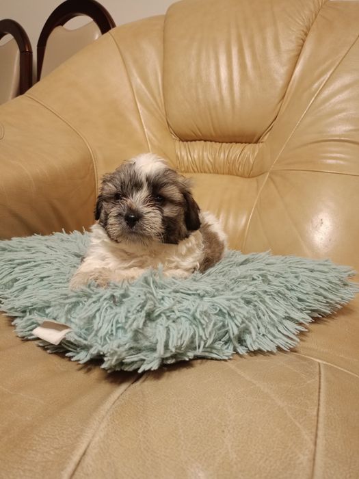 Piesek shih-tzu szczeniak