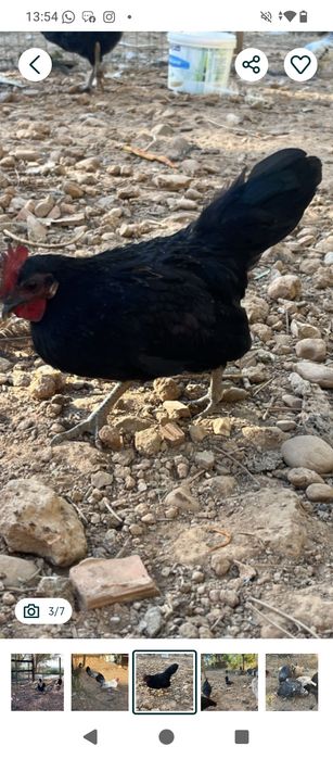 Vendo dois cocós 10 os dois ou troco por duas fêmeas