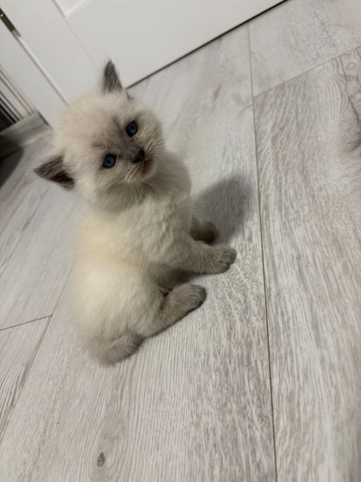 Małe kotki szukają domów