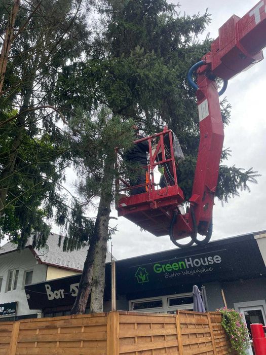 Wycinka drzew, arborysta, usługi rębakiem w Wałbrzychu i okolicach