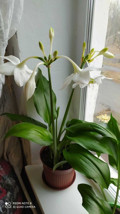 Эухарис белая и красная лилия