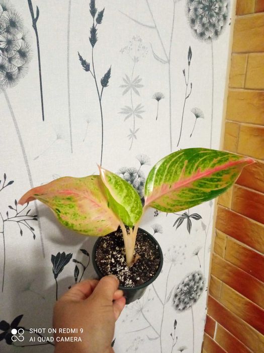 Аглаонеми новинки