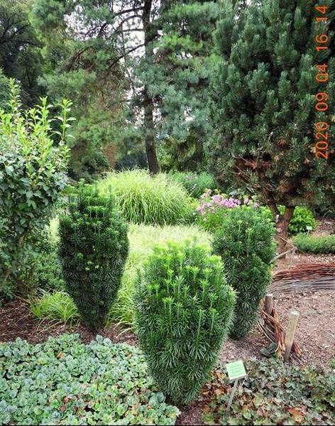 Głowocis japoński "Fastigiata" egzotyczne, unikatowe drzewko, okazy XL