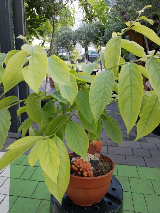 Drzewko owocowe -Kaki mini Copa