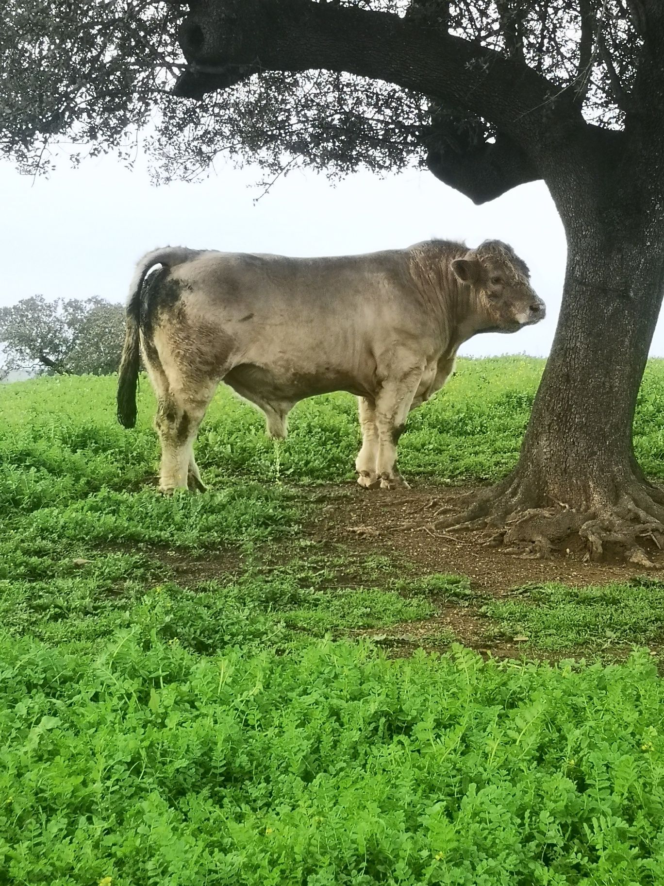 Touro charolês Puro