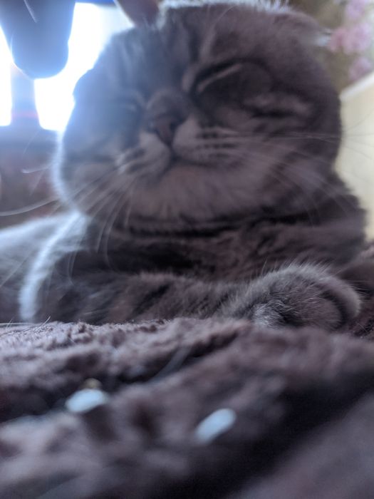 Тимофей. Шотландский вислоухий кот на вязку. Скоттиш фолд на вязку