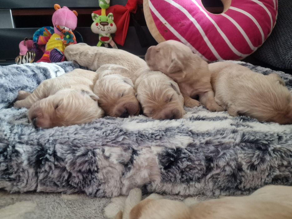 Szczeniak Golden retriever zkwp śląskie
