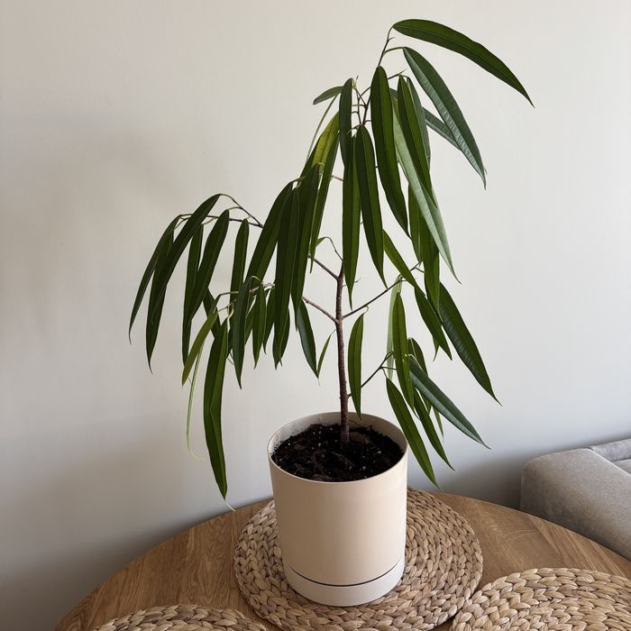 Fikus Wierzbolistny (Ficus binnendijkii 'Alii')