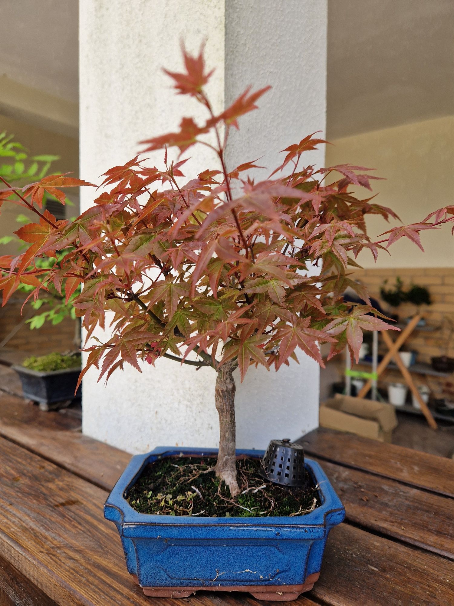 Bonsai Acer Palmatum Deshojo