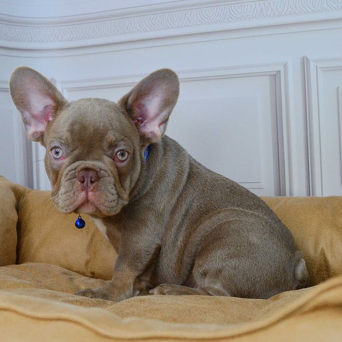 Прекрасні малюки у пошуках люблячих родин!!!