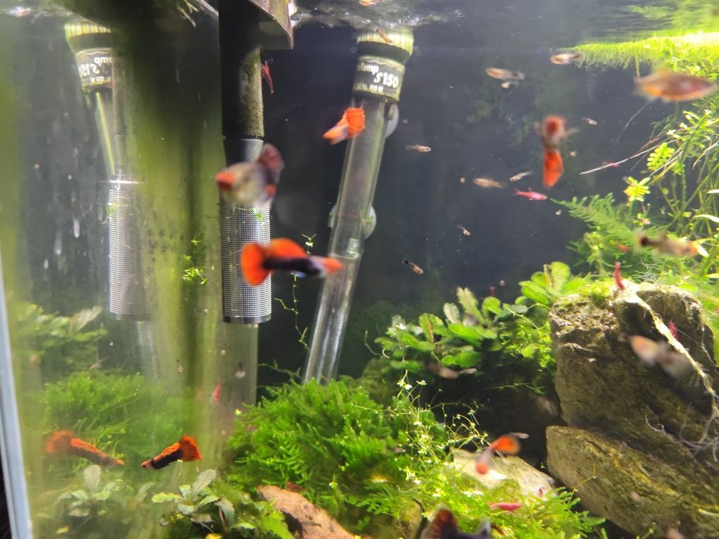 Guppy koy tuxedo
