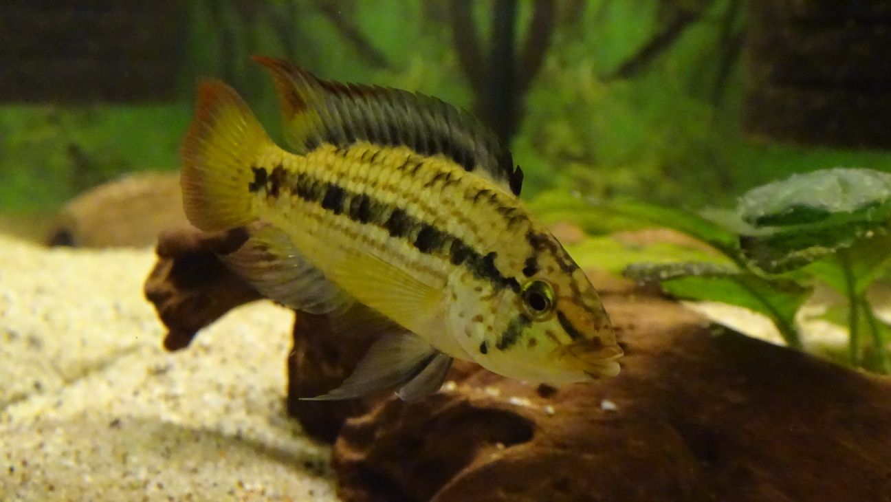 Apistogramma kullanderi F1