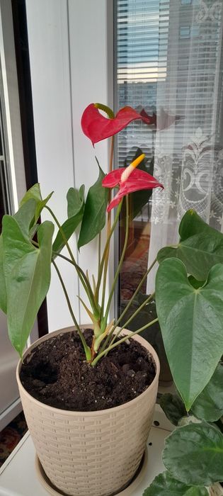 Артуріум червоний.  Чоловіче щастя.