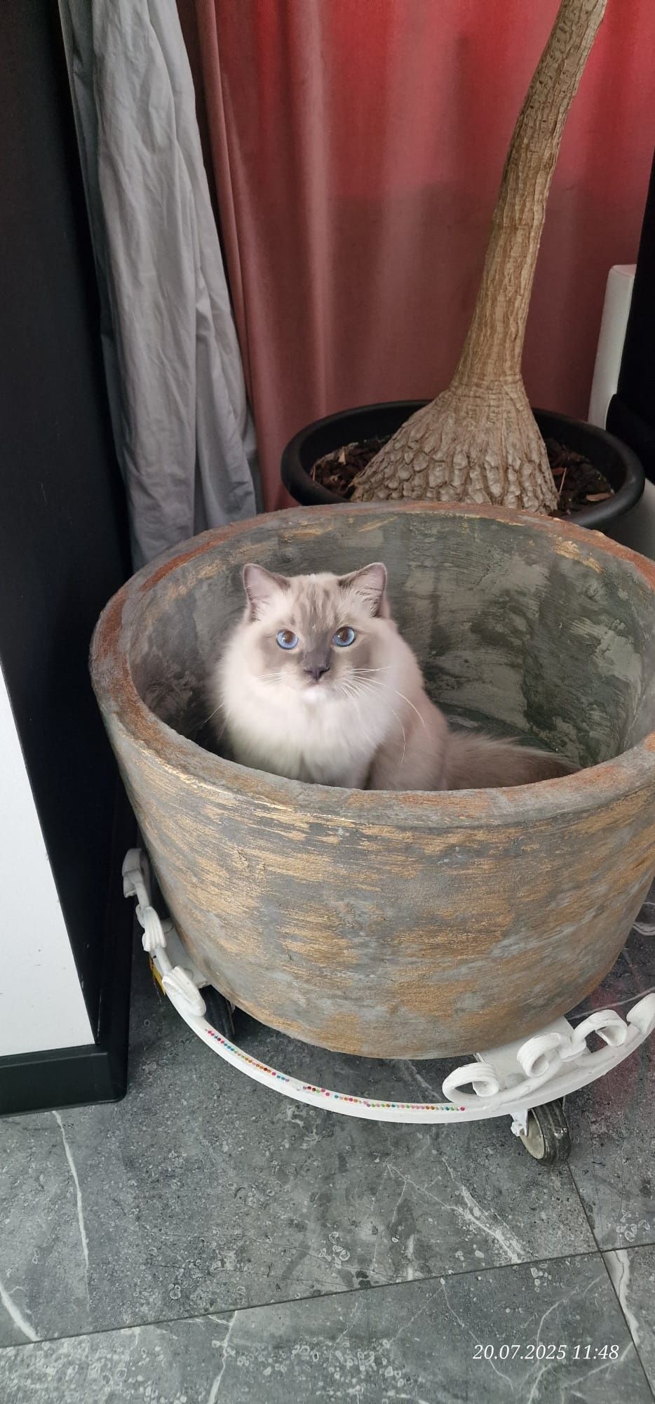 Ragdoll blue mitted z całą wyprawką
