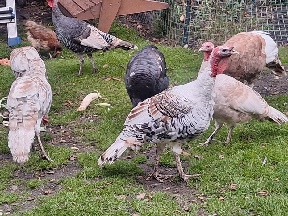 Sprzedam Indory z 2025 roku