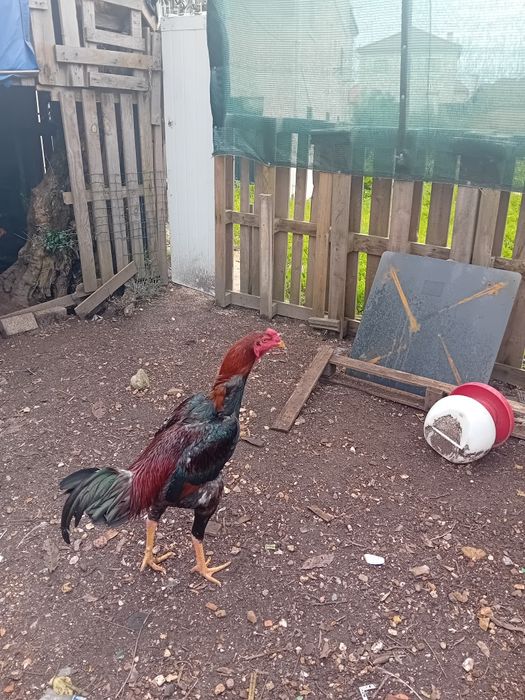 Pintos índios gigantes