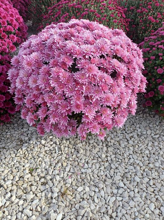 Chryzantemy drobnokwiatowe