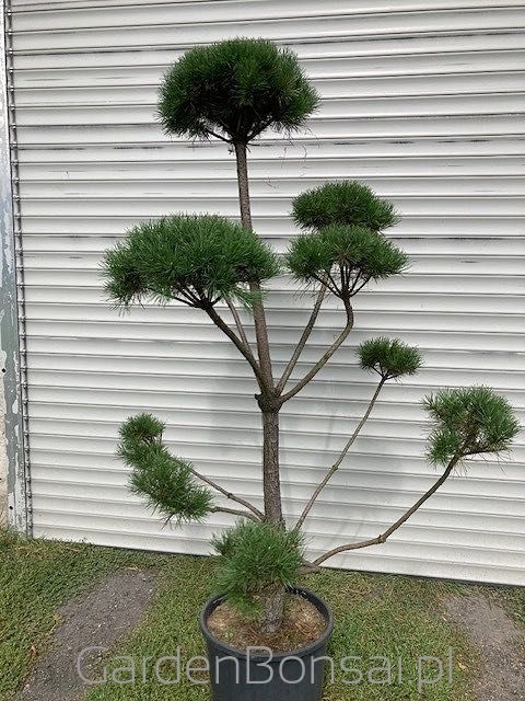 Bonsai - Sosna pospolita - PINUS SYLVESTRIS - KULE - 180 cm