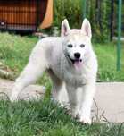 Siberian Husky, miła, spokojna i wesoła suczka, ZKwP / FCI