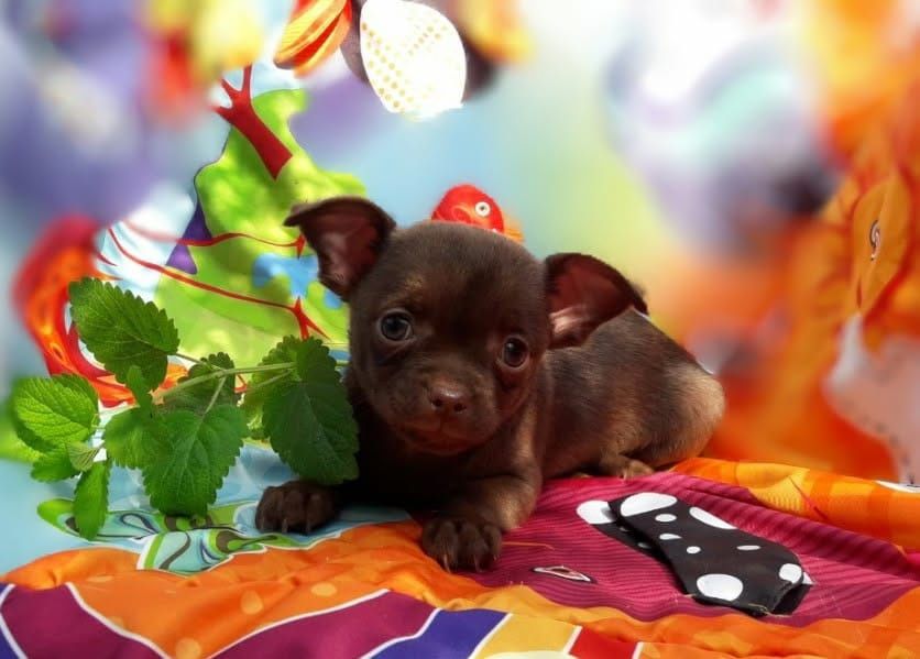 Chihuahua suczka czekoladowa wyjątkowa