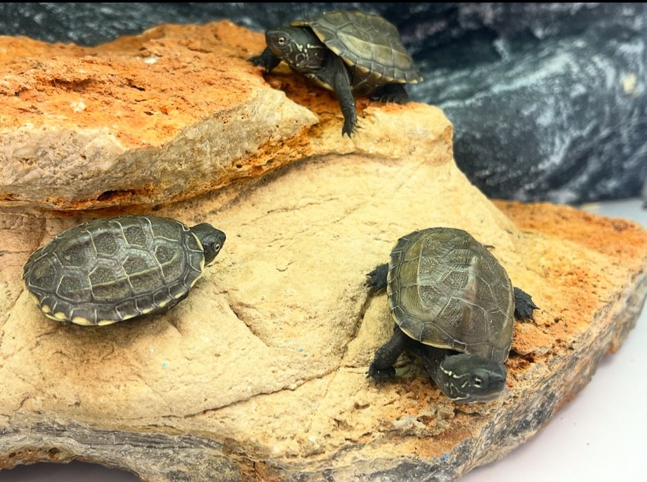 Żółw chinski żółwie chińskie Włocławek