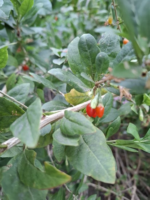 Годжи нью біг, світ лайфберрі, біг беррі