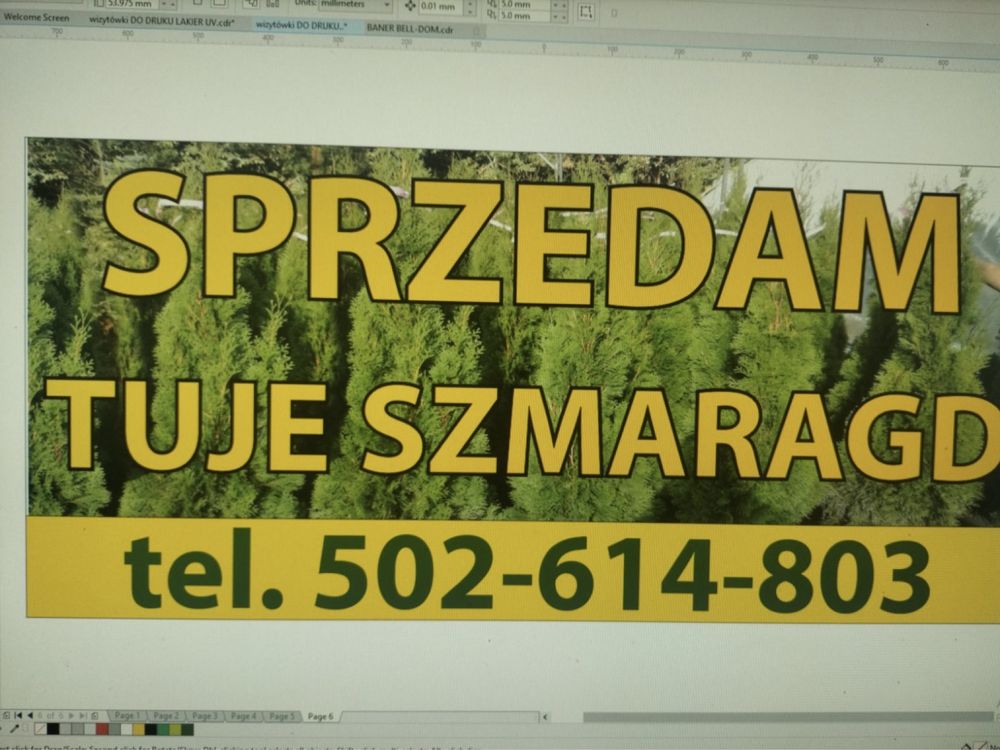 Sprzedam tuje szmaragd