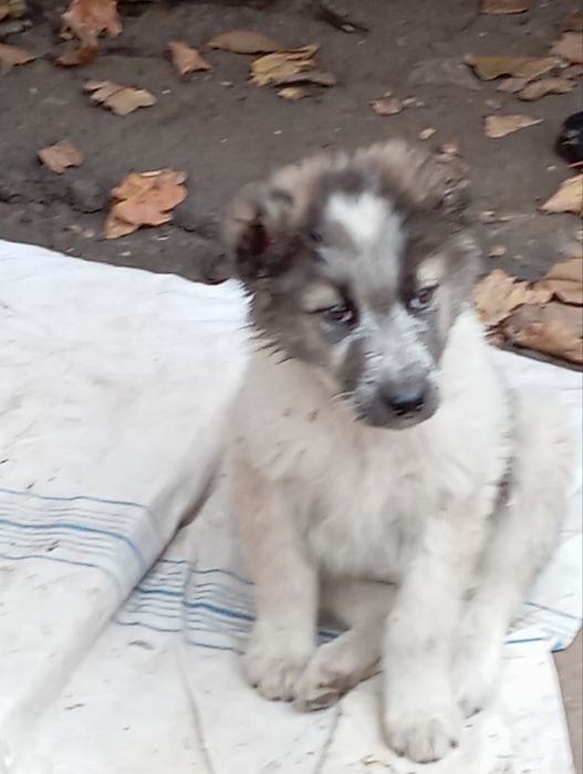 Продаем Щенков алабая