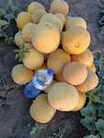 Продам диню , 25грн..Продам  кавун,арбуз 10грн/кг
