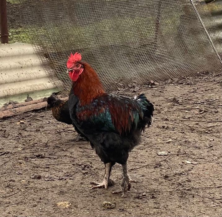 Півні породи Маран чорно-мідний, блакитно-мідний