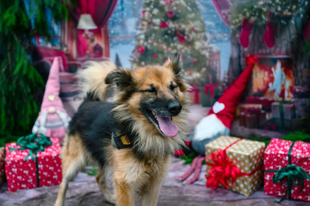 Leo marzy o własnym domku