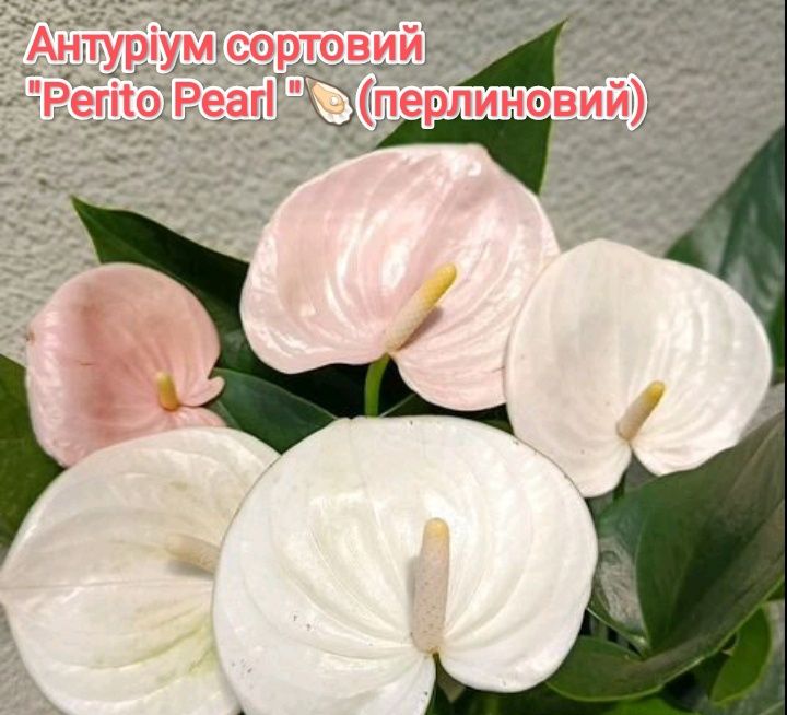 Антуріуми -символ кохання.Та інші декоративно -листяні кімнатні квіти