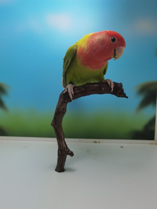 Casais de Agapornis Roseicollis Reprodutores — Benfica do Ribatejo
